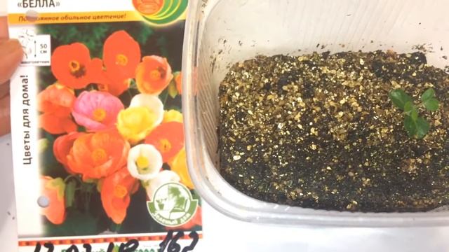 Абутилон 14.03.18 Рассада абутилона Белла смотреть онлайн