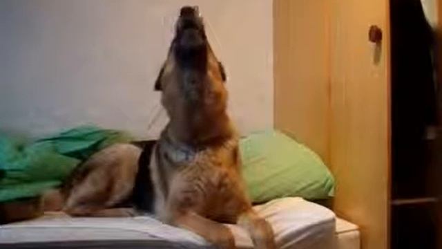 Реакция пса на вой волков смотреть онлайн