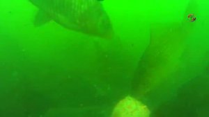 Ловил карася донкой. Снасть «УБИЙЦА КАРАСЯ» и снимал под водой. Озеро Карасун Рыбалка- как вижу её Я