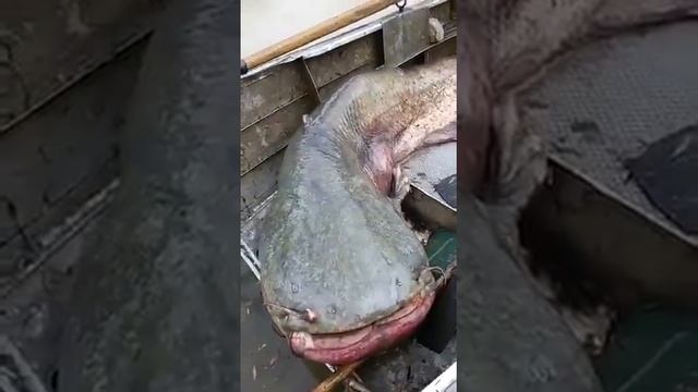 Большой Налим смотреть онлайн