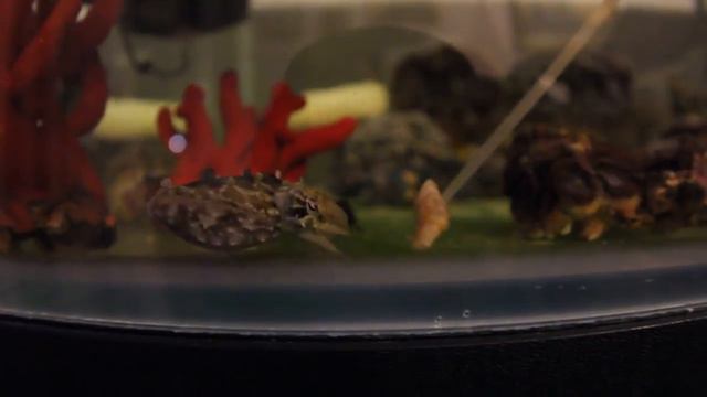 "Cuttlefish Hunter" «REEF EXCLUSIVE» смотреть онлайн