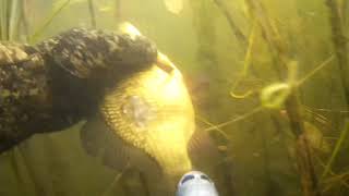 ПОДВОДНАЯ ОХОТА ОЗЕРО ПОЛОНСКОЕ Витебский район. UNDERWATER HUNTING. Рыбалка с Охотой.mp4