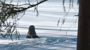 сова в парке семья