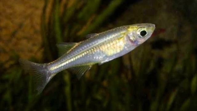 5 ЛЮДЕЙ, ВНУТРИ КОТОРЫХ КТО-ТО ЖИЛ смотреть онлайн