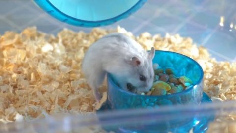 У КУКИ НОВЫЙ ДРУГ!!?