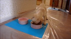 Ееедааа! щенок кушает/ очень голодный лабрадор/ лабрадор 2 месяца/Labrador Jesse