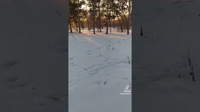 Сонет.