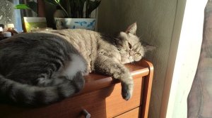 Кошка и солнце.