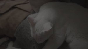 "Ей не с кем оставить Кота"