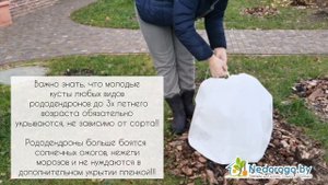 Подготовка и укрытие рододендрона на зиму