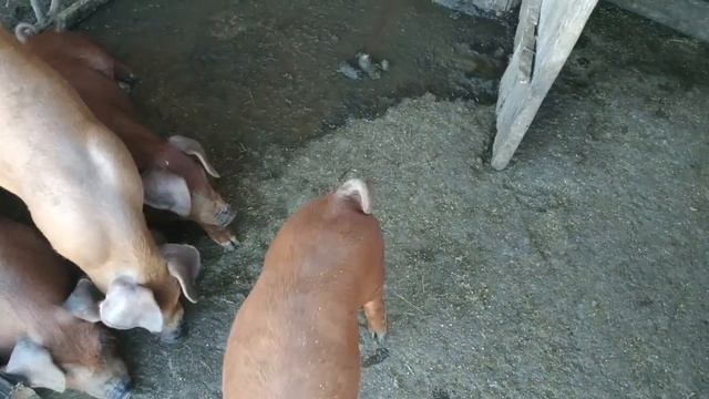 Поросята Дюрок 2 месяца. Какой вес? смотреть онлайн