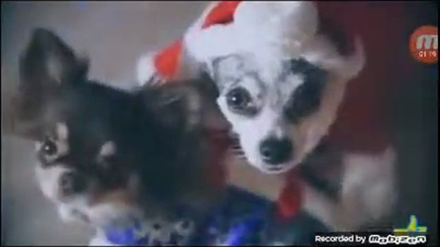 Дуси дора смотреть онлайн