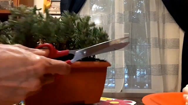 LITTLE FOREST MESEMBRYANTHEMUM смотреть онлайн