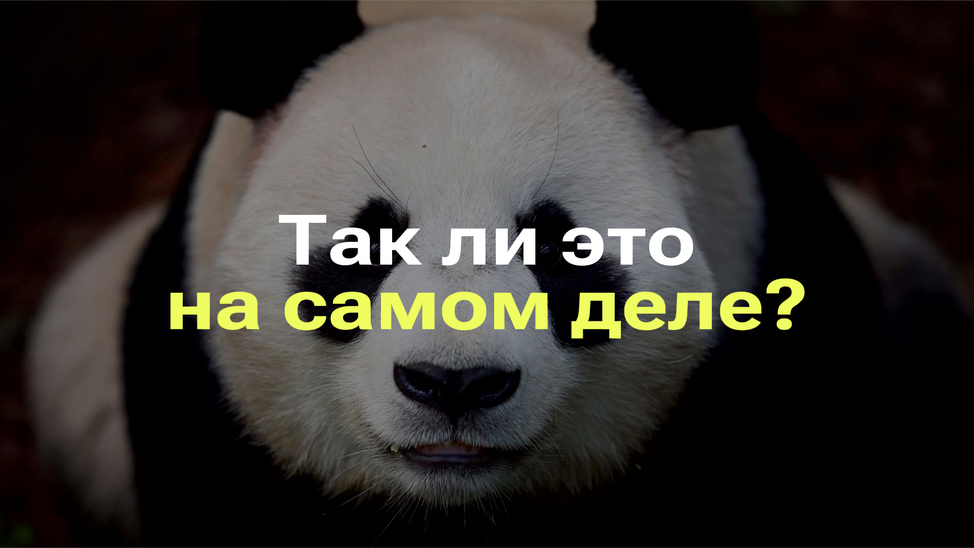 ПАНДЫ НА САМОМ ДЕЛЕ МЕДВЕДИ? I ВИДА ПАНД НЕ СУЩЕСТВУЕТ? I РАЗБОР МИФА ПРО ПАНД