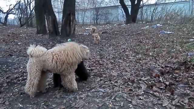 Фира - первая прогулка.... смотреть онлайн