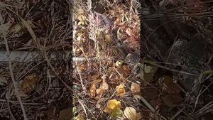 ЛОВЛЯ БАРСУКА ПЕТЛËЙ.