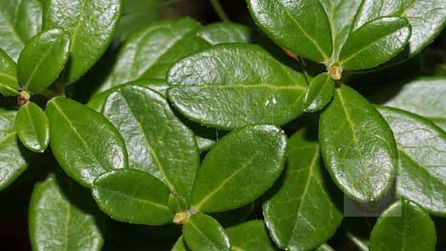 Какие целебные травы растут в апреле? Какие полезные травы и коренья собирают в апреле? смотреть онлайн