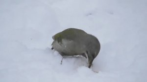 Седой дятел ( Picus canus )