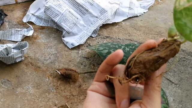 Unboxing Paket Bibit Scindapsus смотреть онлайн