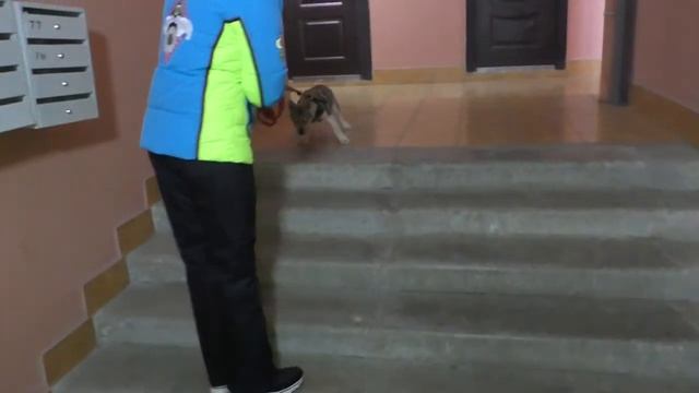 Первая прогулка со щенком смотреть онлайн