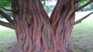 Метасеквойя глиптостробоидная (Metasequoia glyptostroboides), парк Хернинг, Дания. 4 сентября 2017