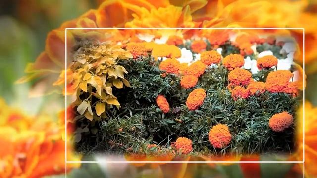 Бархатцы (лат. Tagetes) смотреть онлайн