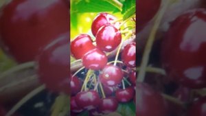 Подкормка и полив Черешни.
