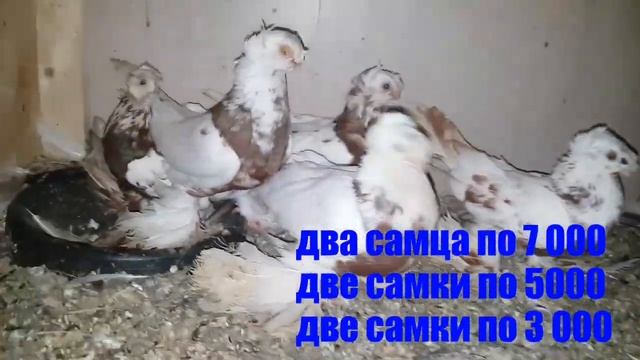 Голуби узбекской породы в Сочи смотреть онлайн