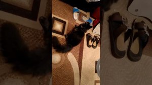 Когтеточка для мейн-куна сделана своими руками
