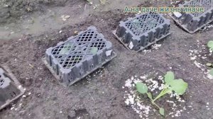 КАПУСТА. Уход после высадки рассады.