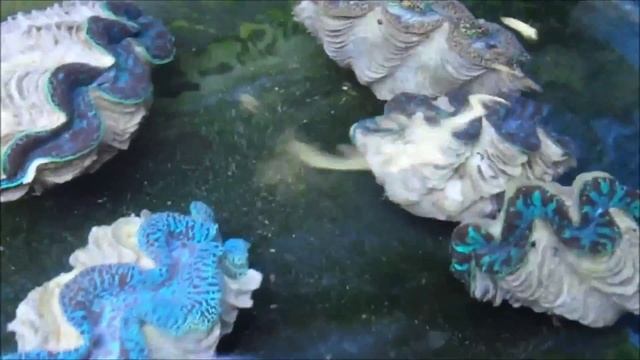 Giant Tridacna maxima on 15/09/2015 смотреть онлайн