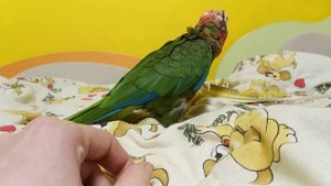 Кубинский амазон и пёрышко ары