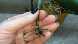 Каттлея, пересаженная в горшок LECHUZA через 5 дней. Новые корешки и новые росточки!!!