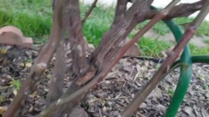 №54 Что с розой, неужели это бактериальный рак??? Обнаружила на розе нарост, что это???