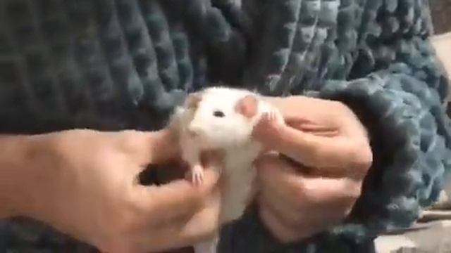 Крыса дамбо и халат Влог#21 смотреть онлайн