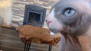 Сфинкс Бакстер № 87 на выставке кошек