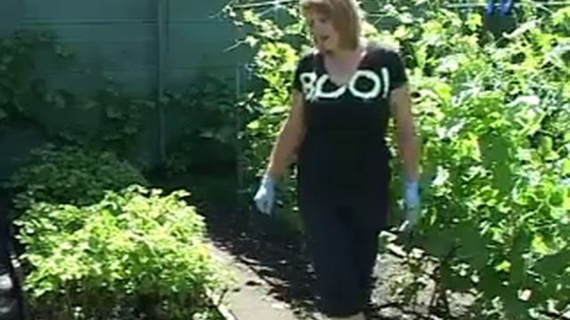 Нивка №3 Томаты, баклажаны, чеснок, пряные культуры смотреть онлайн