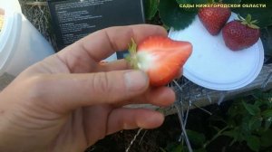 Ремонтантная клубника.Сорт Виваро