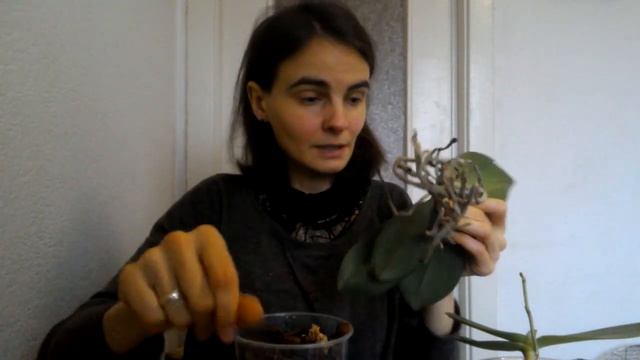 Сухая черная гниль на орхидее: достаем, осматриваем и обрезаем корни, обрабатываем... смотреть онлайн