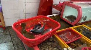 Рынок морепродуктов в Корее. Они это едят?