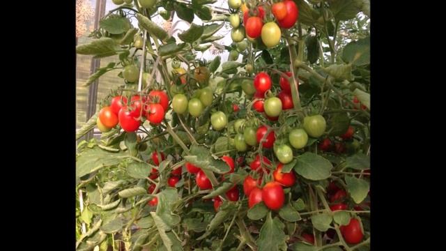 Новые томаты – черри в нашей «Дачной коллекции» смотреть онлайн