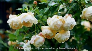 Обзор розы Воллертон Олд Холл - Wollerton Old Hall ( Austin 2011)
