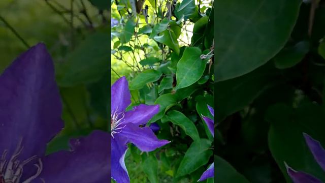 Clematis rey azul morado💙💜💙💜💙💜 смотреть онлайн
