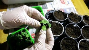 Земляника из семян. Пикировка / Секреты пересадки земляники