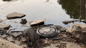 Варан против змеи. Парк Люмпини в Бангкоке