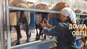 Дойка овец Романовской породы. Племрепродуктор - Ферма Покров