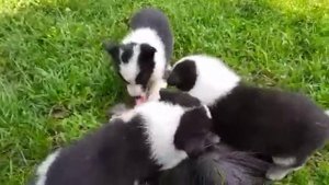 Щенки карельской медвежьей собаки помёта 2021 года