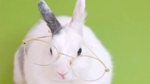 Зачем нужны зайцу такие длинные уши интересные факты про кроликов