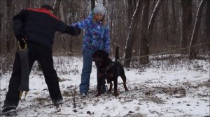 Собаки защита