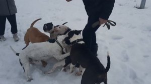 Стаффорд-Терапия/Потасовка у кобелей /5 Стаффордов в одном видео, мы сделали это ?